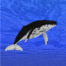 Whale training APK