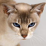 Abyssinian Cats Jigsaw Puzzles