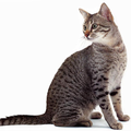 Egyptian Mau Puzzle Game