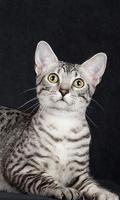 Egyptian Mau Puzzle Game poster