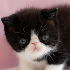 Exotic Shorthair JigsawPuzzles simgesi