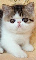 Exotic Shorthair Puzzle Game capture d'écran 1