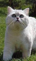 Exotic Shorthair JigsawPuzzles screenshot 2