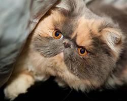 Exotic Shorthair JigsawPuzzles Ekran Görüntüsü 3