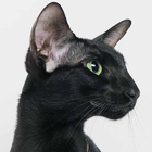 Oriental Shorthairs Puzzles icon