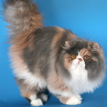 Persian Cats Jigsaw Puzzles