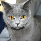 Russian Blue Cat Puzzle Game icon