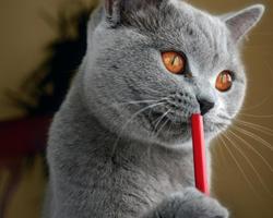 Russian Blue Cat Puzzle Game screenshot 3