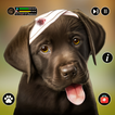 meu bicho abrigo Pet Care sim