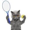 Cat Tennis Champion Simulator