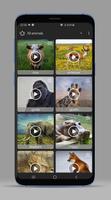 Animal Sounds - Ringtones 海報