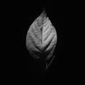 Black Wallpapers - Black & Dar