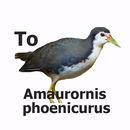Suara Amaurornis APK