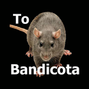 Les Rats Bandicoot Sonnent APK