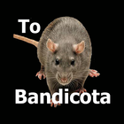 Les Rats Bandicoot Sonnent icône
