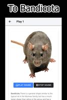 Les Rats Bandicoot Sonnent capture d'écran 3