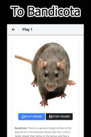 バンディクーラットの音 スクリーンショット 3