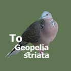 Geopelia Striata Sound icône
