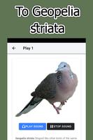 Geopelia Striata Suara screenshot 1