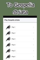 Geopelia Striata Suara screenshot 2