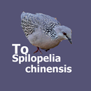 Suara Spilopelia Chinensis APK