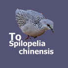 Spilopelia Chinensis Sound icône