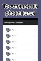 Spilopelia Chinensis Sound Affiche
