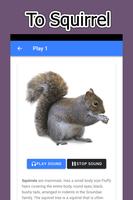 Bunyi Squirrel syot layar 1