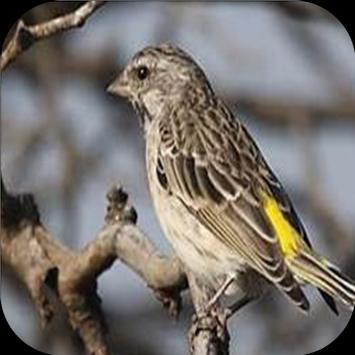 Kicau Blackthroat Gacor Apk App Free Download For Android
