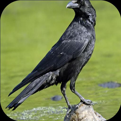 Suara Gagak Hitam For Android Apk Download