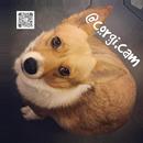 corgi.cam APK