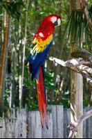 Parrots Wallpapers Poster