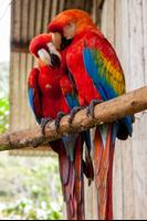 Parrots Wallpapers captura de pantalla 1