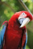 Parrots Wallpapers captura de pantalla 2