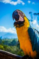 Parrots Wallpapers captura de pantalla 3