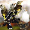Wallpaper Burung Kenari