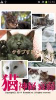 猫神経衰弱 Affiche