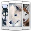 Siberian Husky Cute Dog Lock Screen