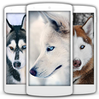 Siberian Husky Cute Dog Lock Screen icône