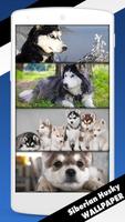 Siberian Husky Cute Dog Lock Screen Affiche