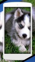 Siberian Husky Cute Dog Lock Screen capture d'écran 1
