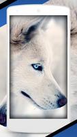 Siberian Husky Cute Dog Lock Screen capture d'écran 2