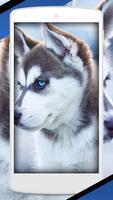 Siberian Husky Cute Dog Lock Screen capture d'écran 3