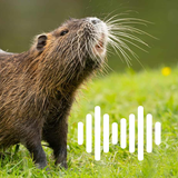 Nutria hunting calls APK