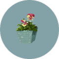 Novice florist