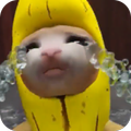 Cat Meme - Banana Series