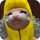 Cat Meme - Banana Series APK