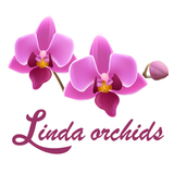 Linda Orchids icône