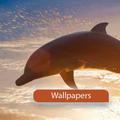 Dophin Wallpapers