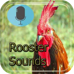 singing of the rooster APK 1.0.5 for Android – Download singing of the  rooster APK Latest Version from APKFab.com